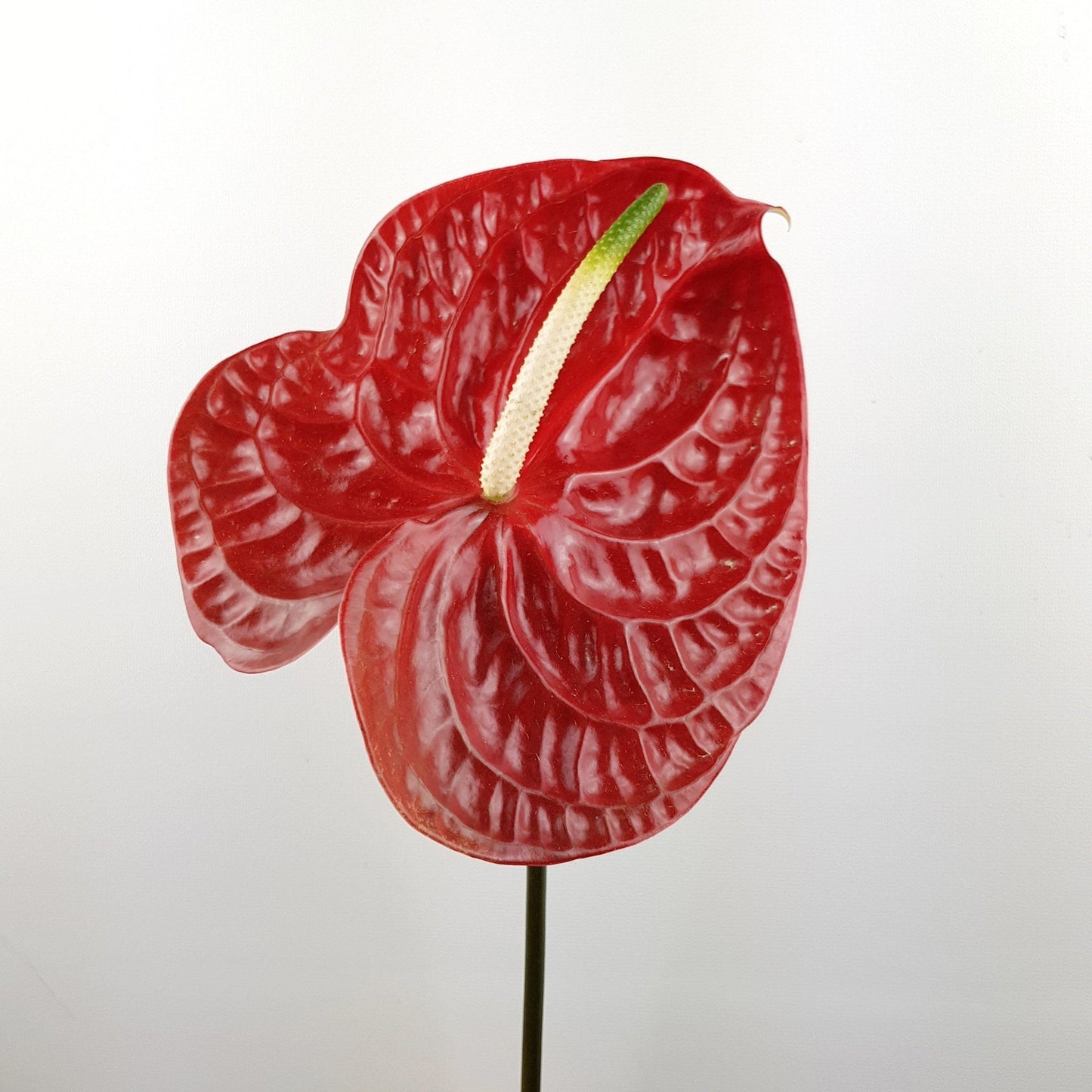 Anthurium - Red