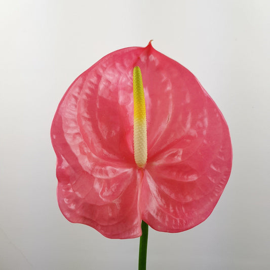 Anthurium- Pink