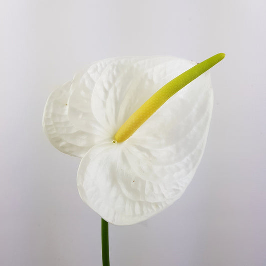 Anthurium  - White