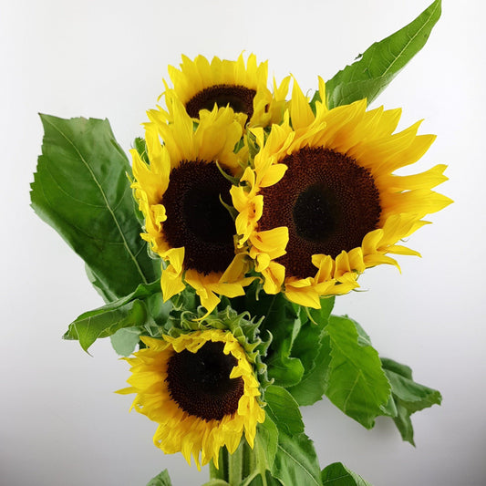 Sunflower - Yellow