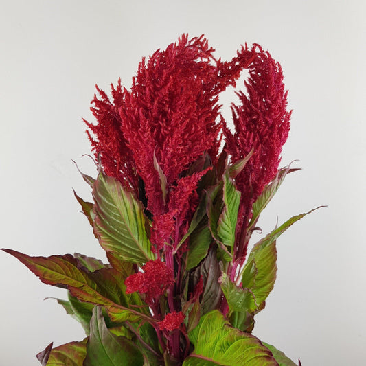 Celosia - Red