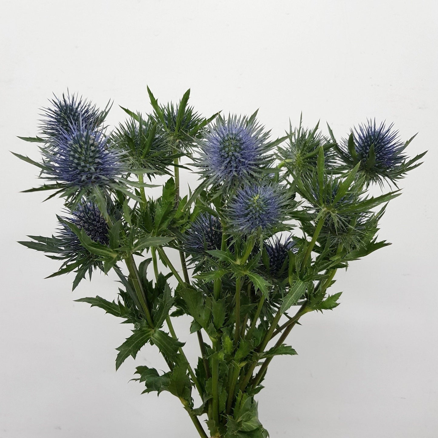 Eryngium   - Blue Green