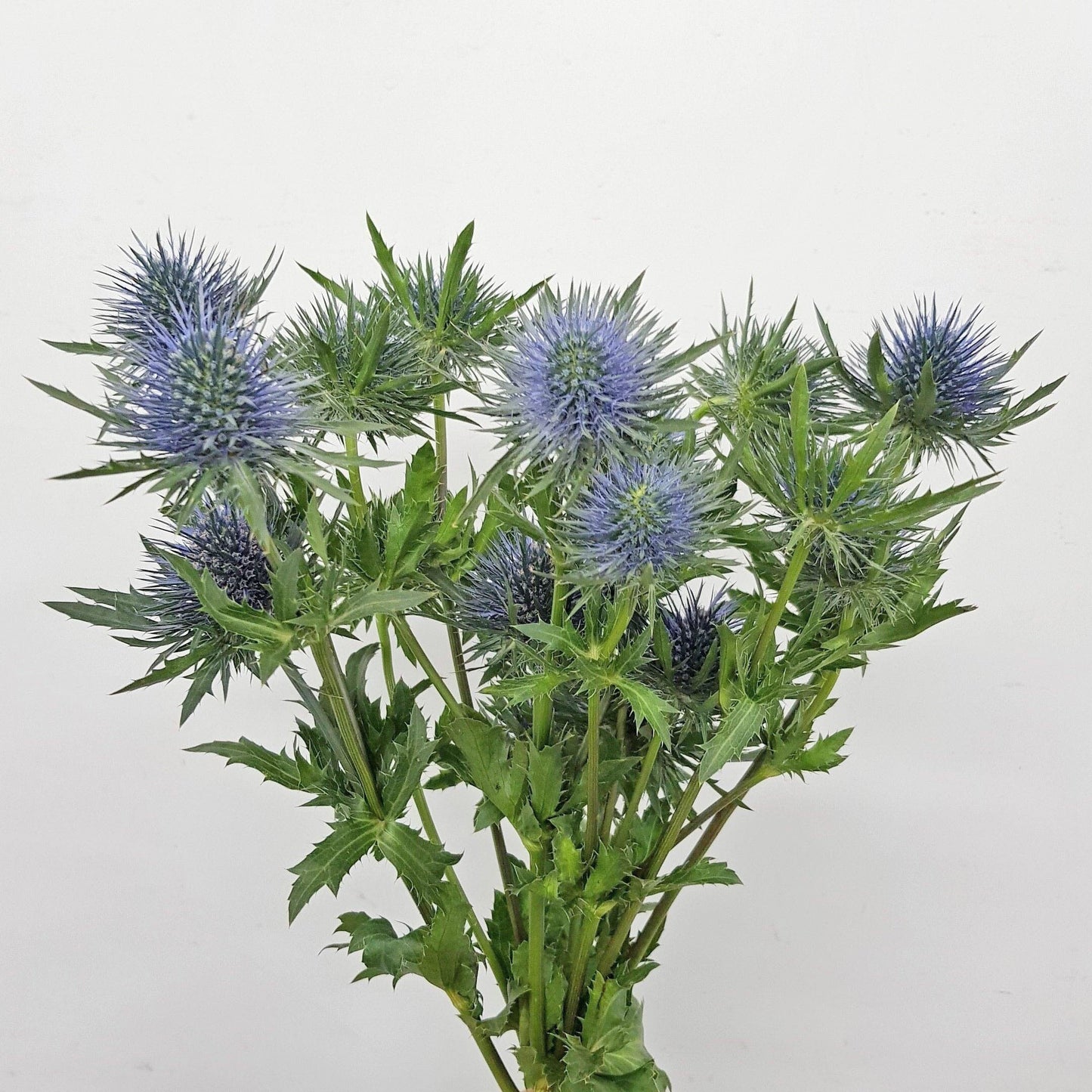 Eryngium [5 Stems]