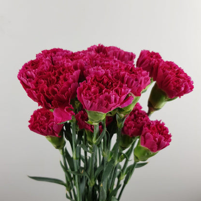 Carnations - Cherry Red