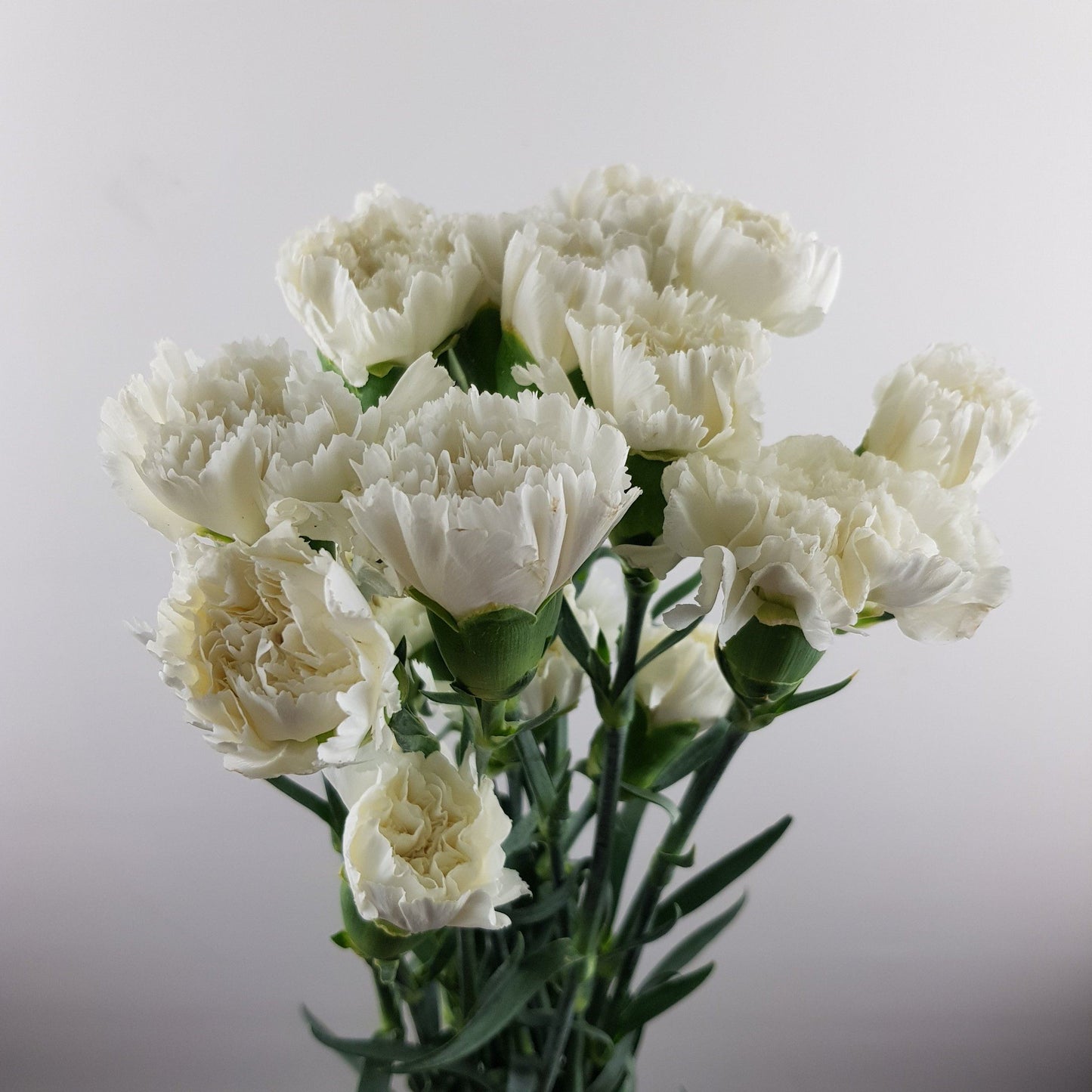 Carnation - White