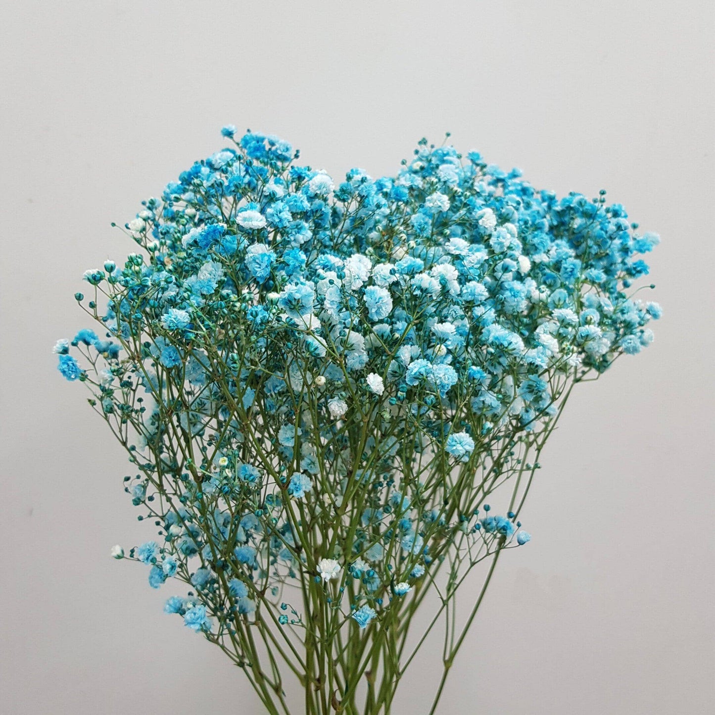 Gypsophilla Baby Breath 10st   - Blue