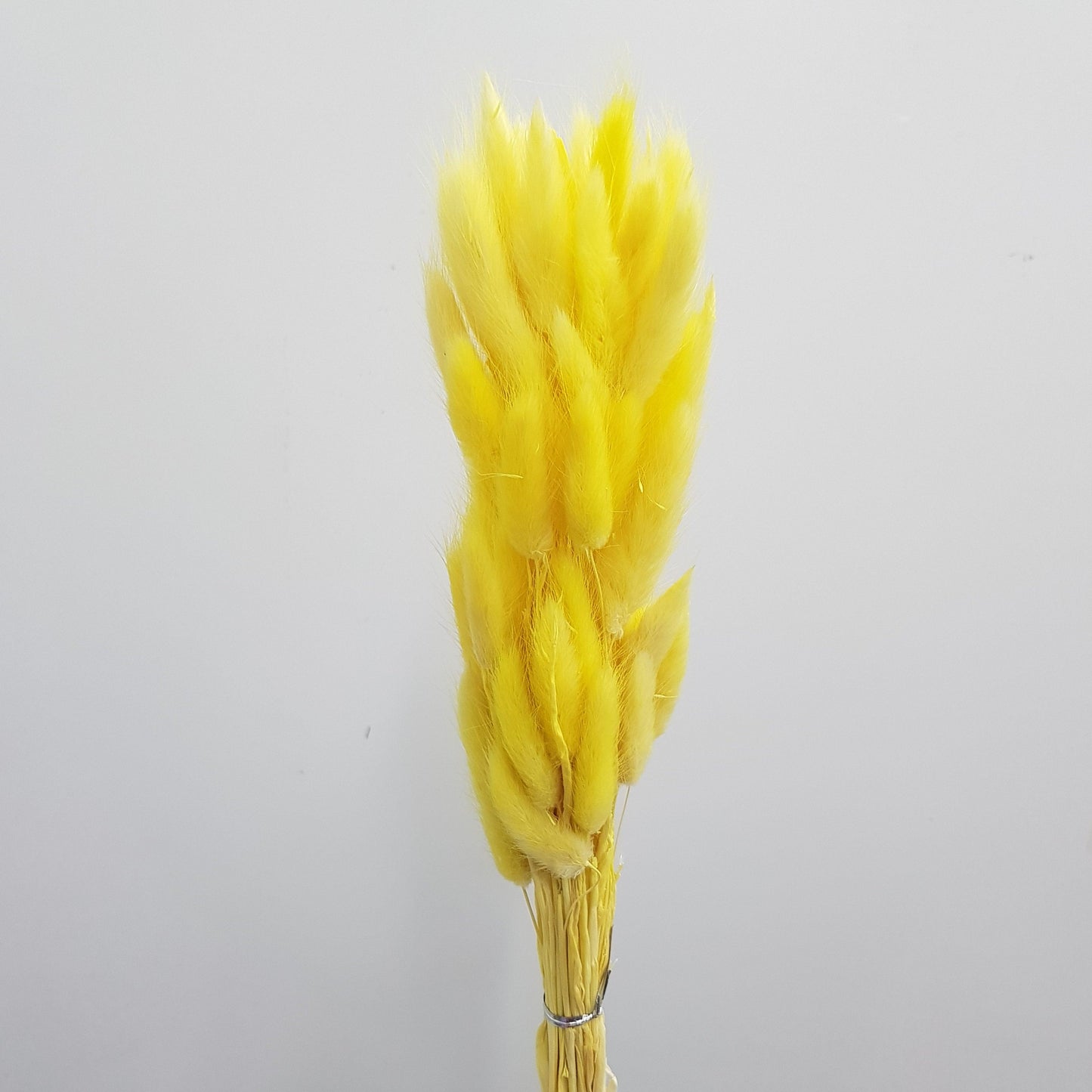 Preserved Rabbit Tail - Yellow