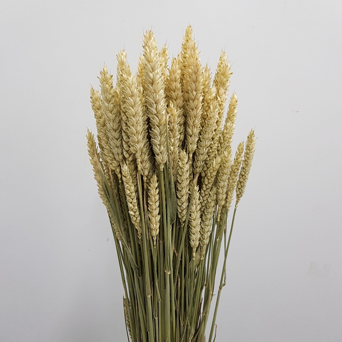 Triticum Aestivum/Dried Wheat