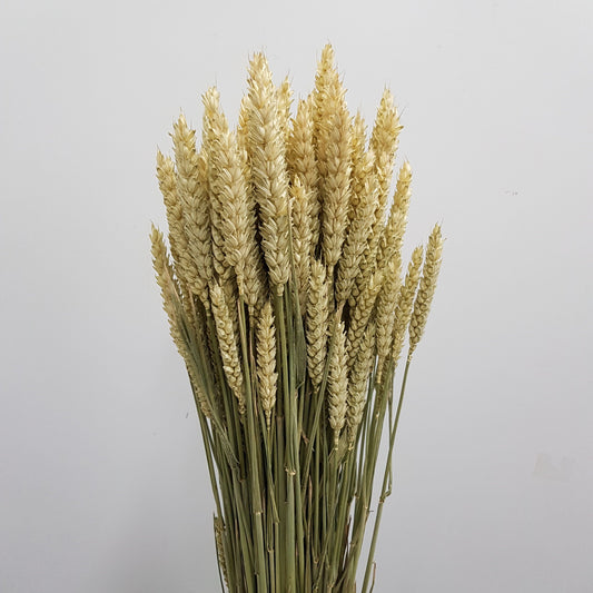 Triticum Aestivum/Dried Wheat