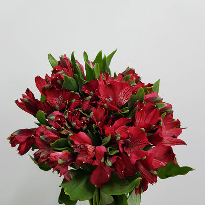 Alstromeria  - Red