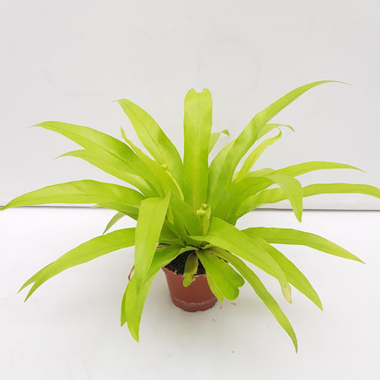 Pot Asplenium Antiqum S  Green