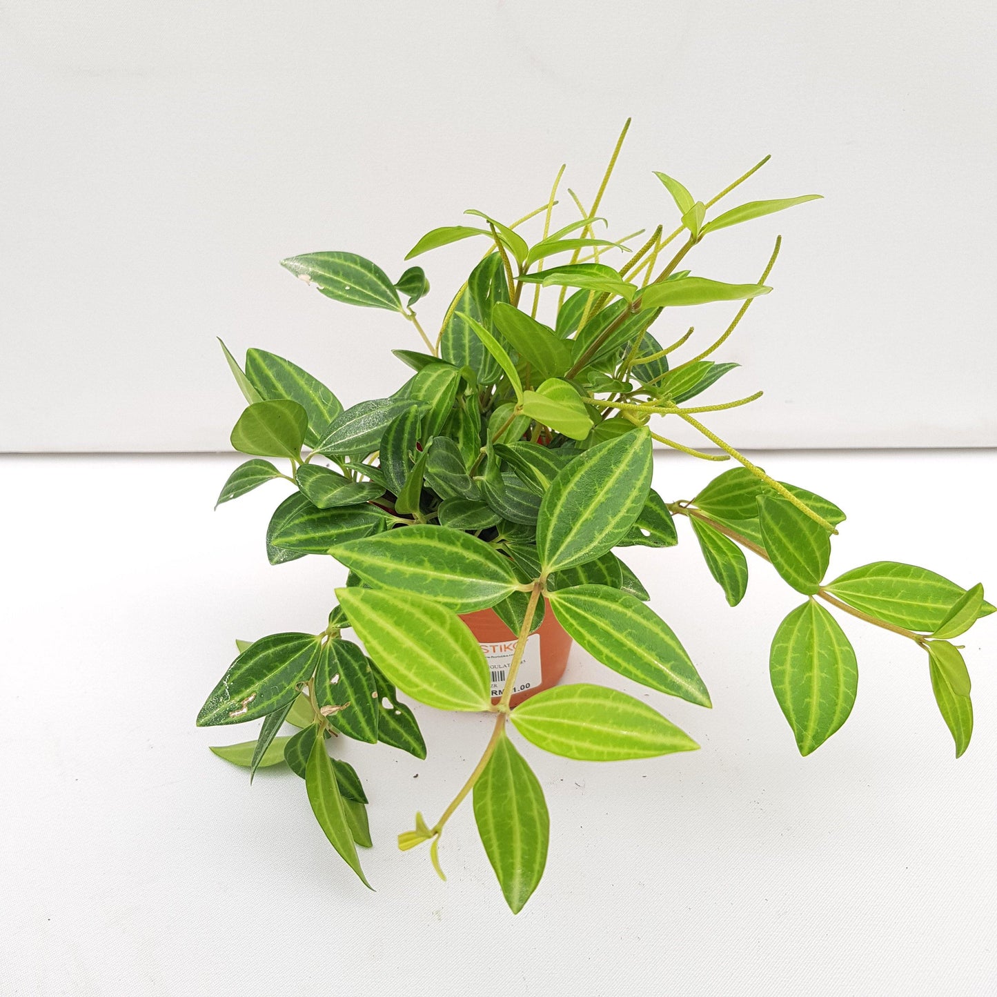 Peperomia Angulata (P85)