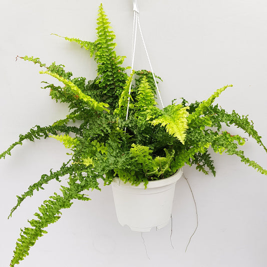 Pot Boston Fern P220  Green