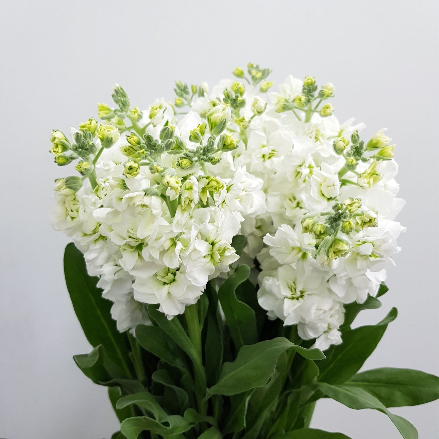 Fully Bloom Matthiola - Mix [Clearance Stock]