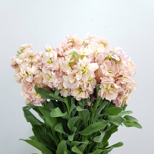 Matthiola - Peach