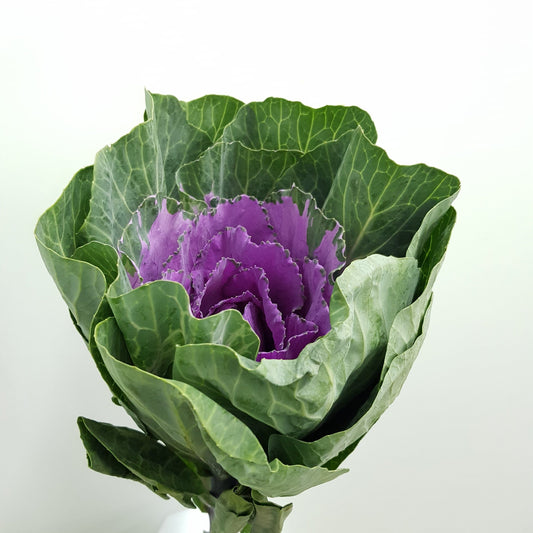 Brassica - Purple