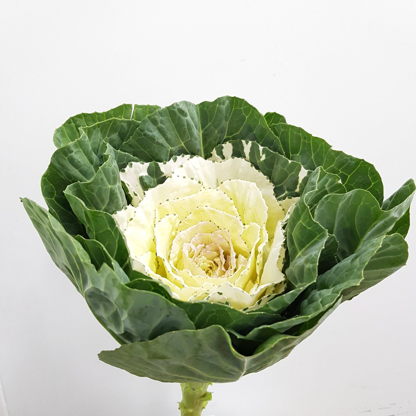 Brassica - White