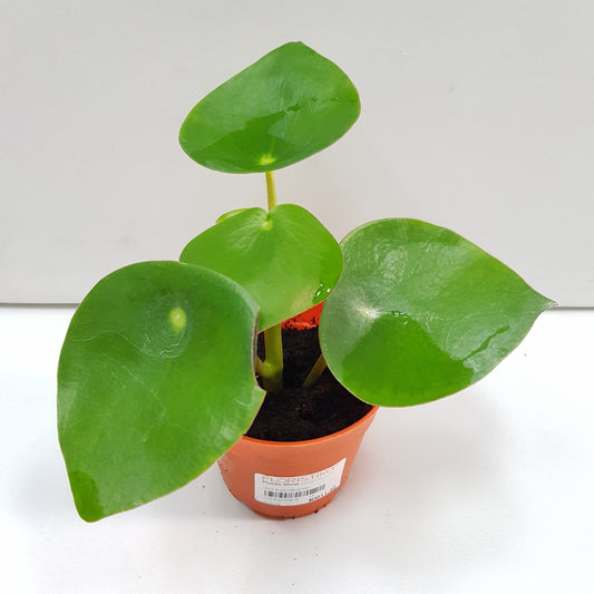 Peperomia Raindrop