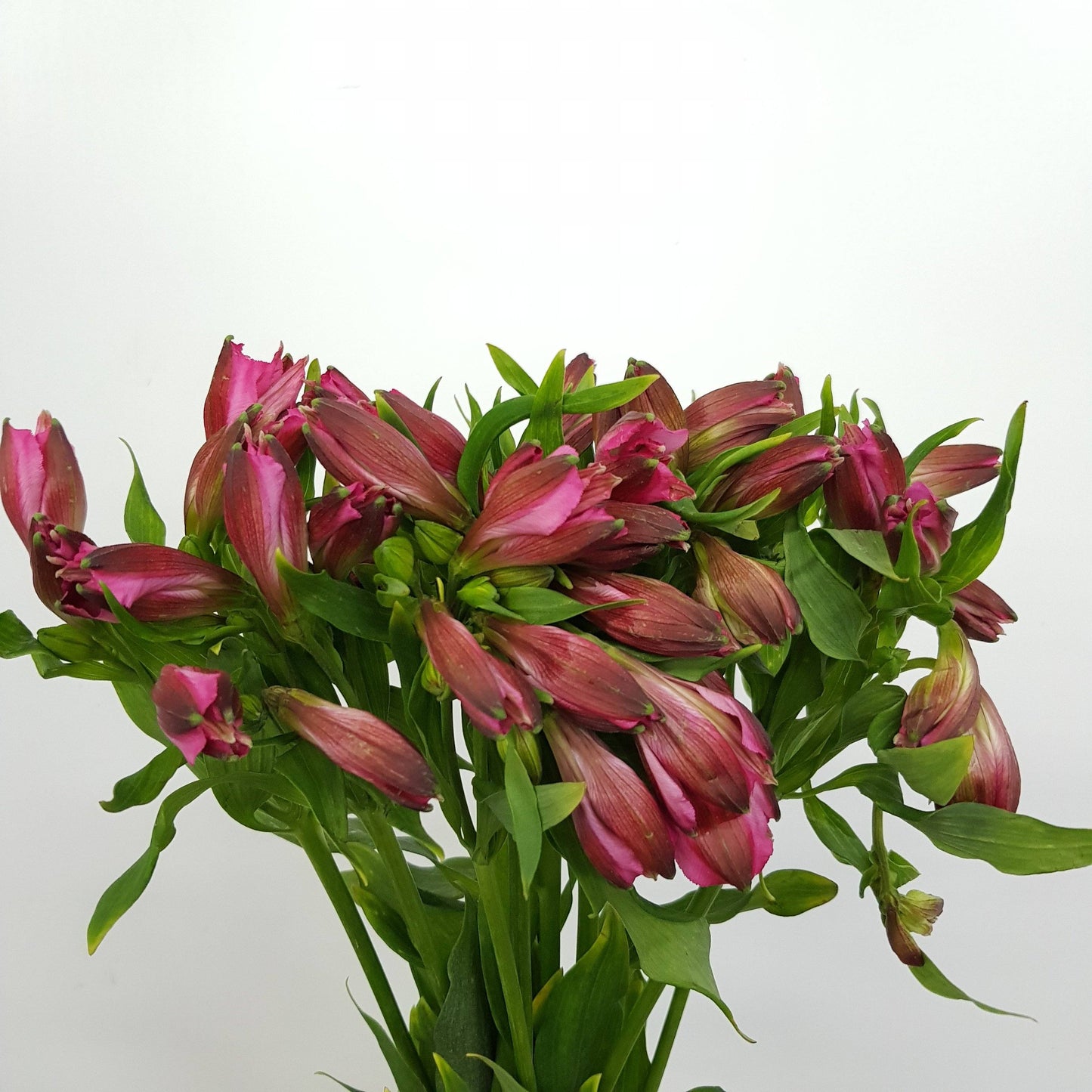 Alstroemeria - Bright Pink