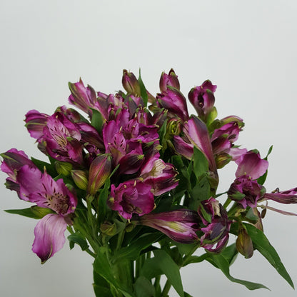 Alstroemeria - Purple