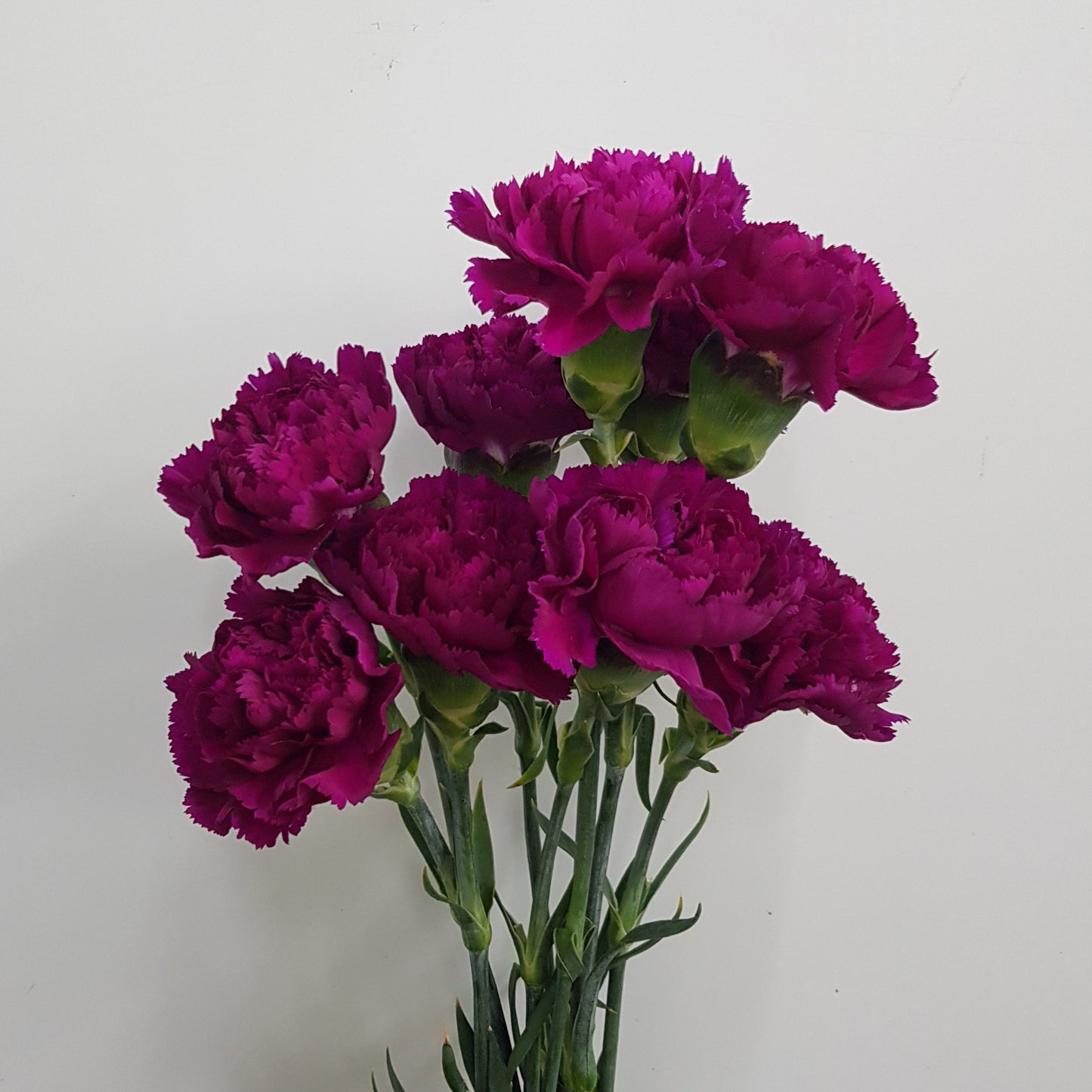 Carnation (Imported) - Purple