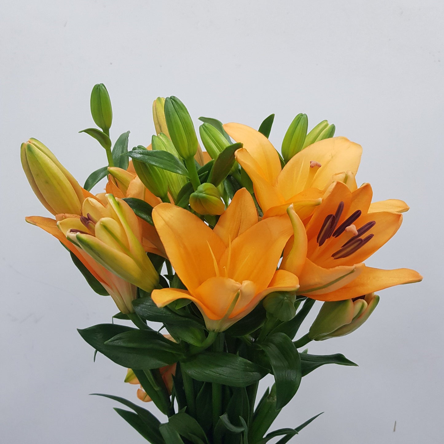 Lily -  LA Orange