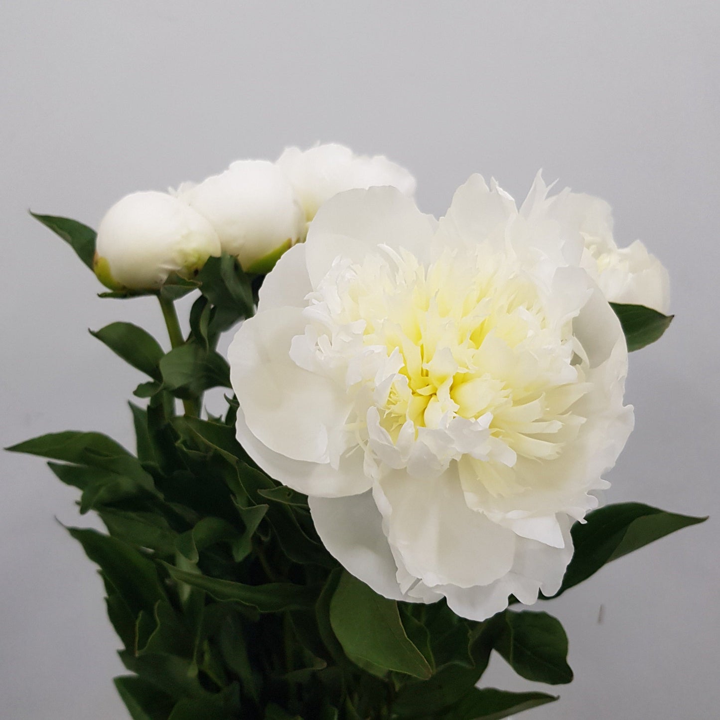 Peony Duchess De Nemours - White (5 Stems)