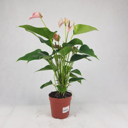 Anthurium Plant | Floristika Bangsar