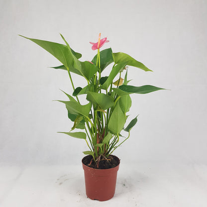 Anthurium Plant | Floristika Bangsar