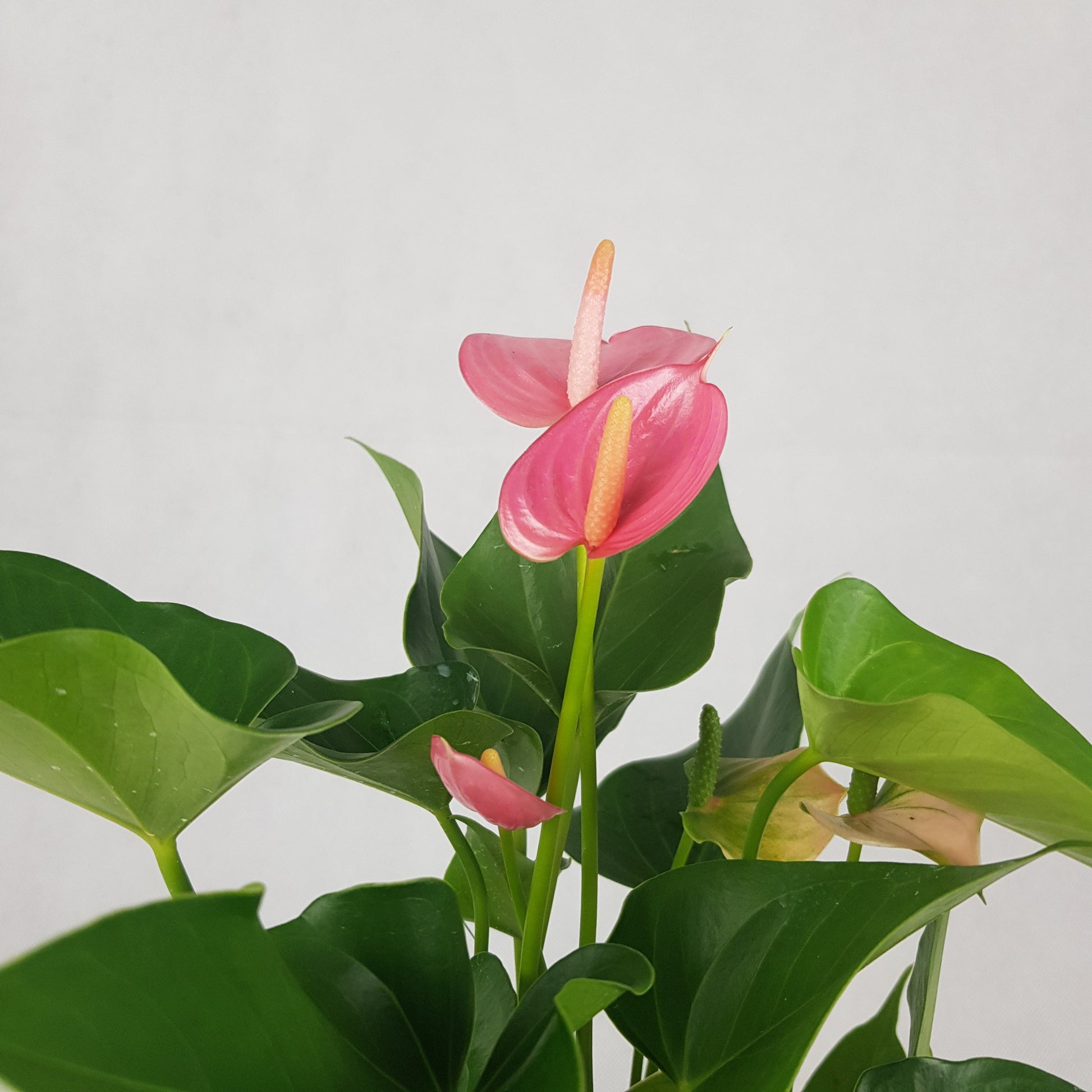 Anthurium Plant | Floristika Bangsar