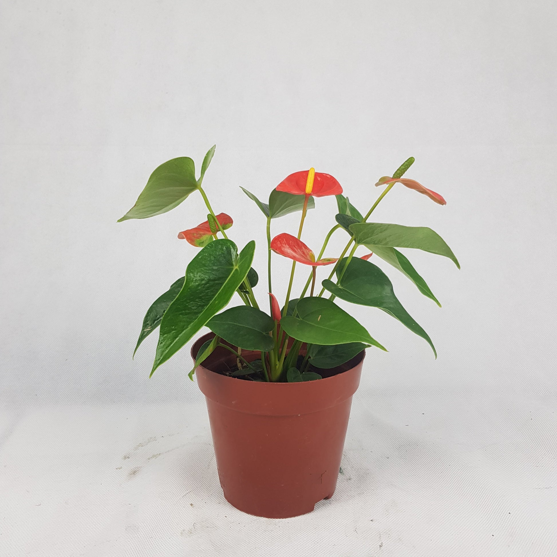 Anthurium Plant | Floristika Bangsar