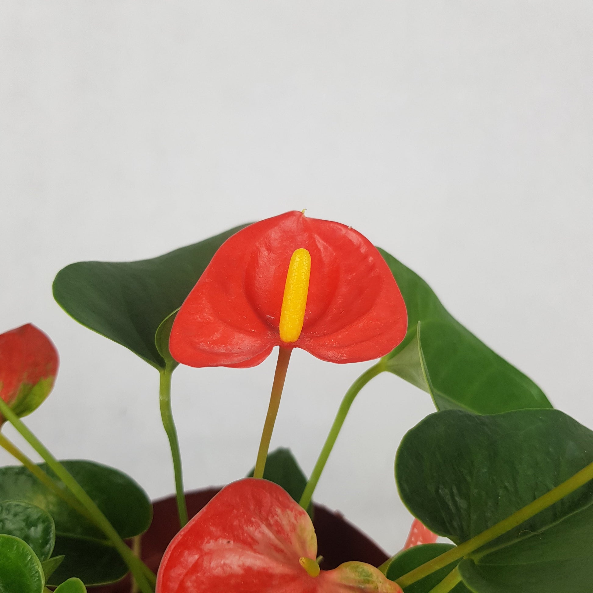 Anthurium Plant | Floristika Bangsar