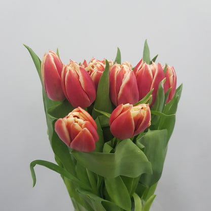 Tulip Double - 2 Tone Red