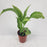 Dieffenbachia Silver - P160