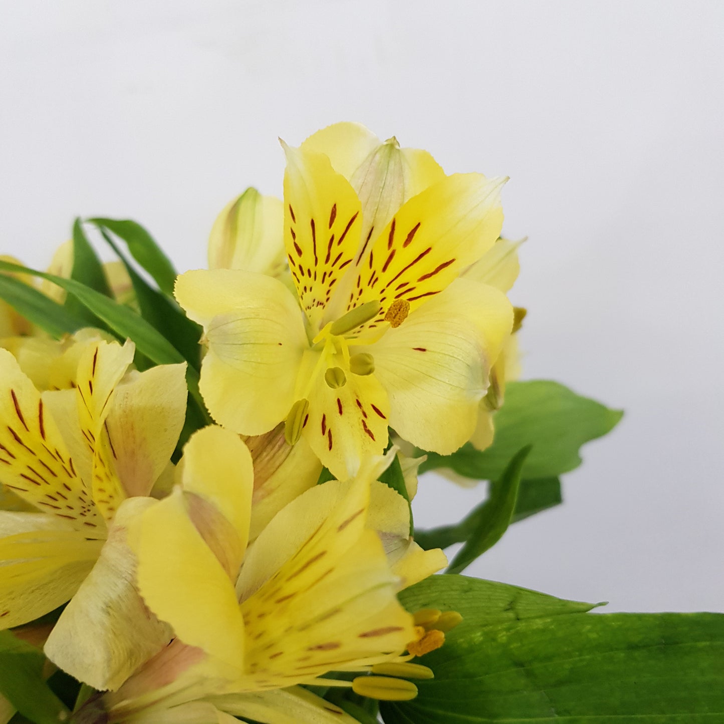 Alstroemeria - Yellow