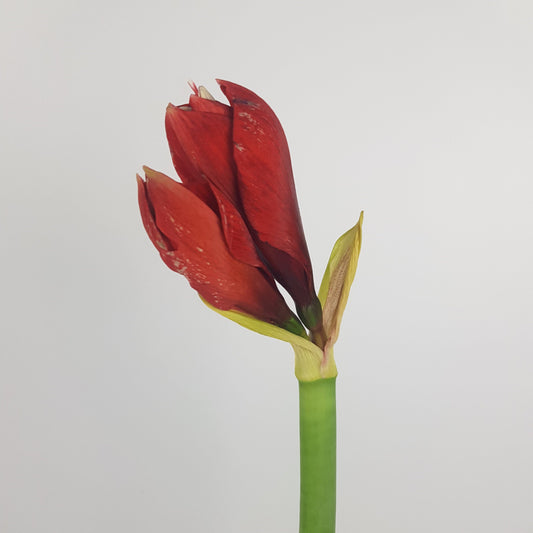 Amaryllis Lion Red