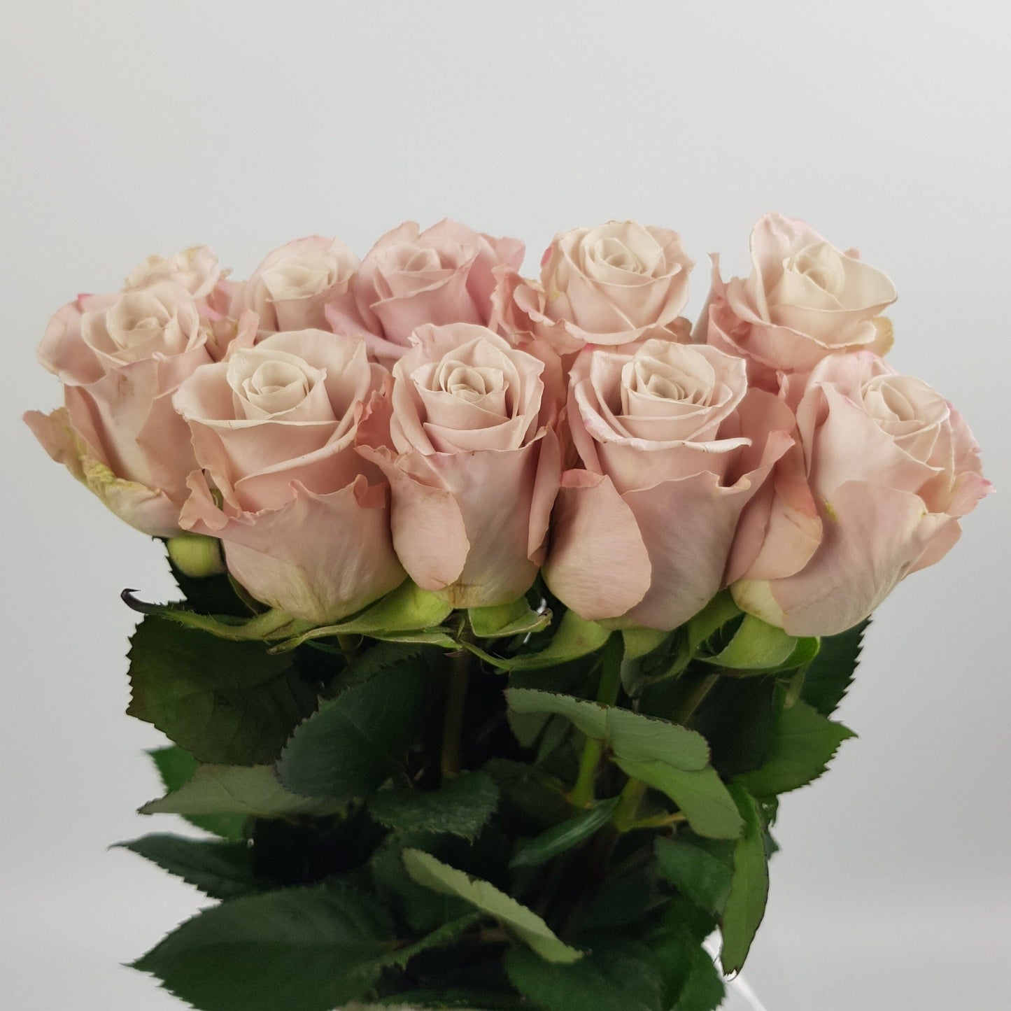 Rose - Menta Grey Pink (10 stems)