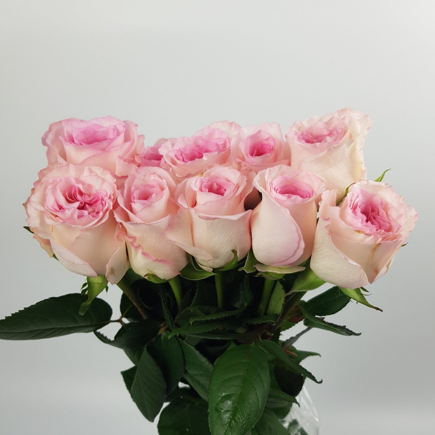 Rose - 2 Tone Light Pink White (10 Stems)