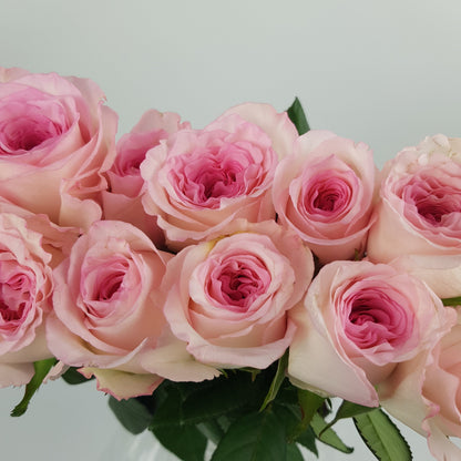 Rose - 2 Tone Light Pink White (10 Stems)