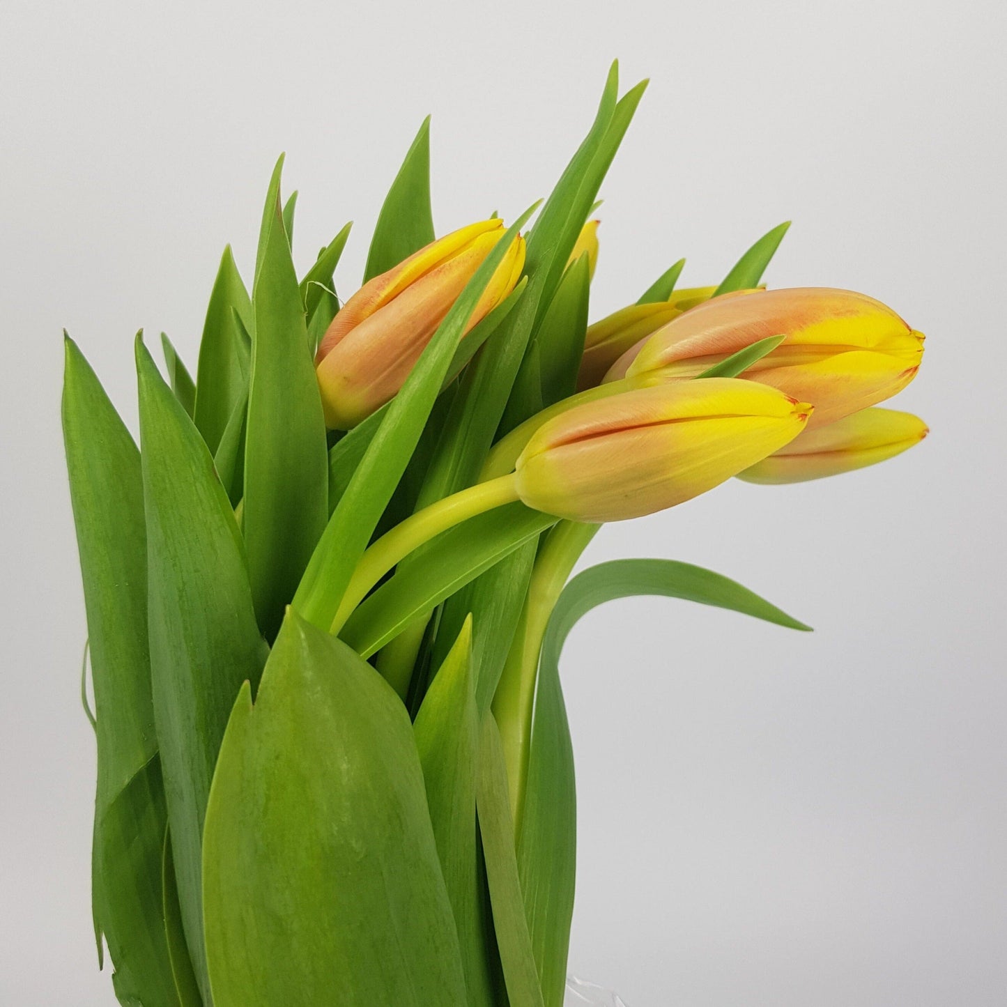 Tulip - 2 Tone Orange Yellow