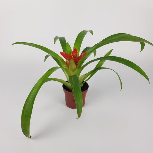 Guzmania - Red