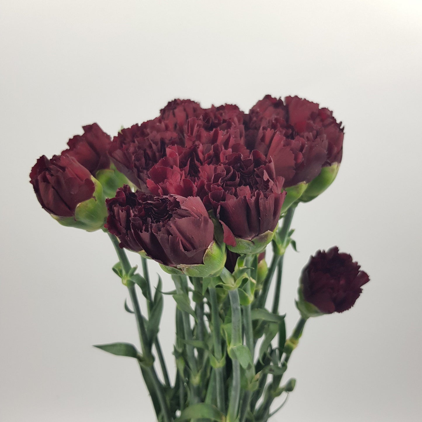 Carnations - Hepatic Red