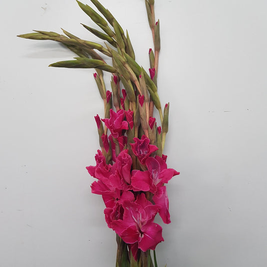 Gladioulus CNY - Shocking Pink