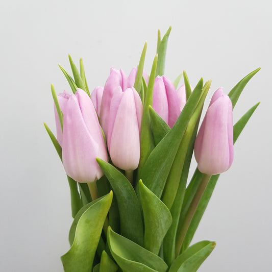 Tulip - Light Pink