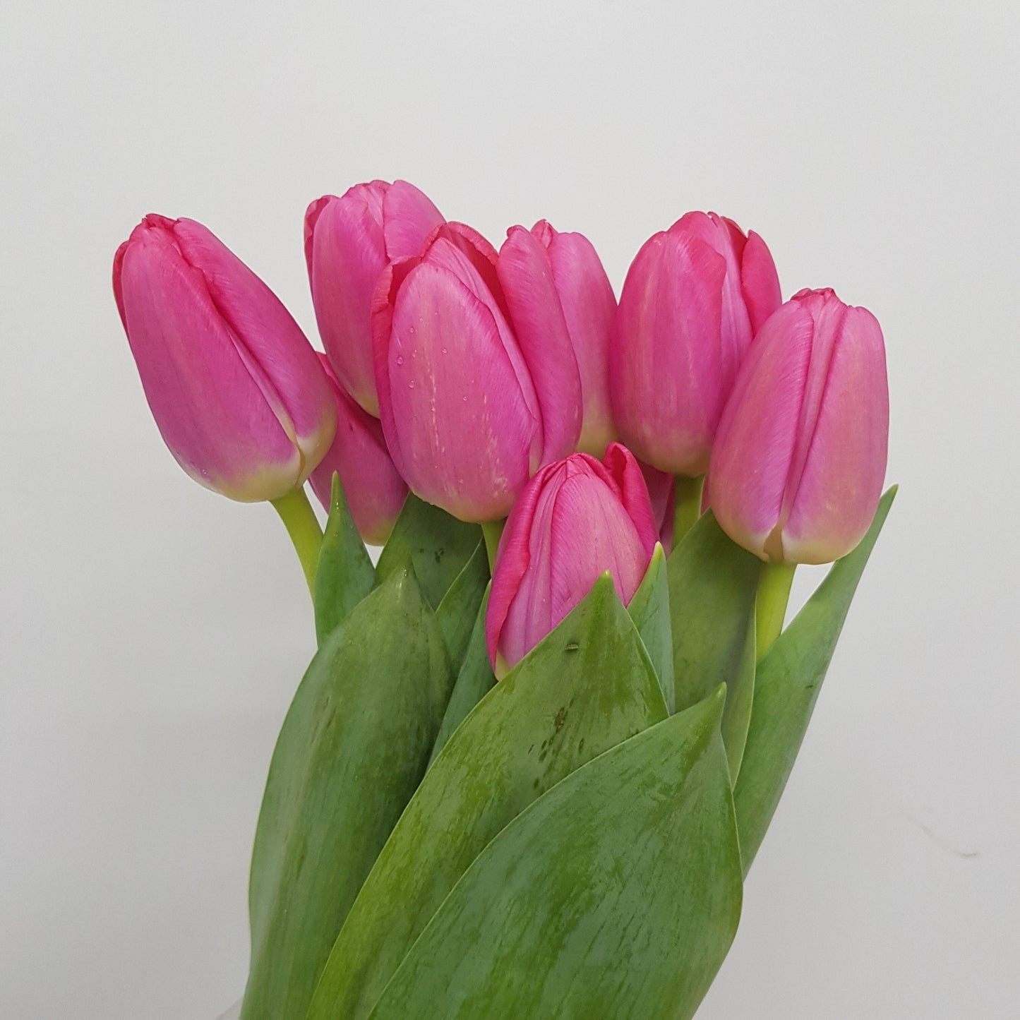 Tulip - Cherry Pink