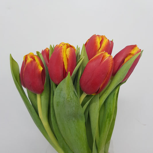 Tulip - 2 Tone Red Yellow