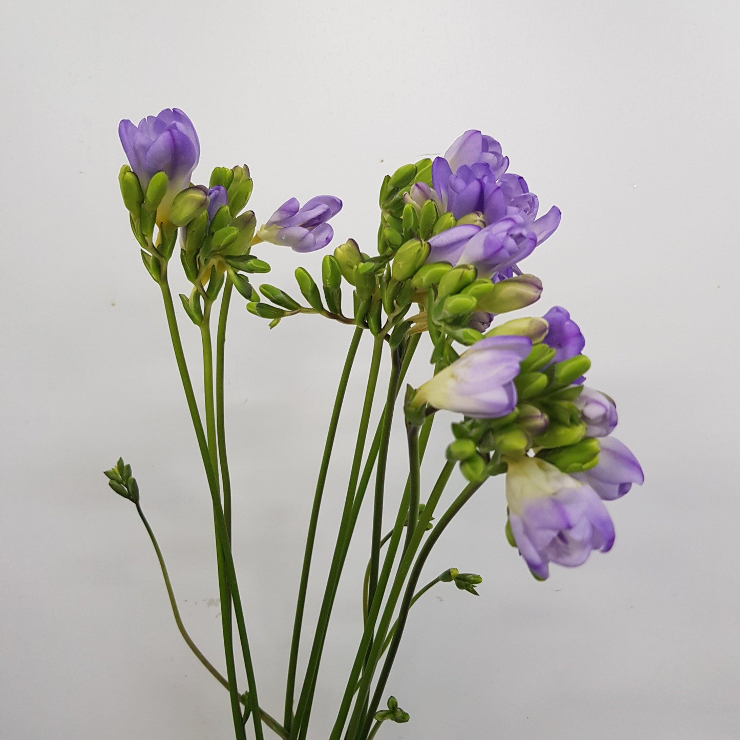 Freesia - Lilac