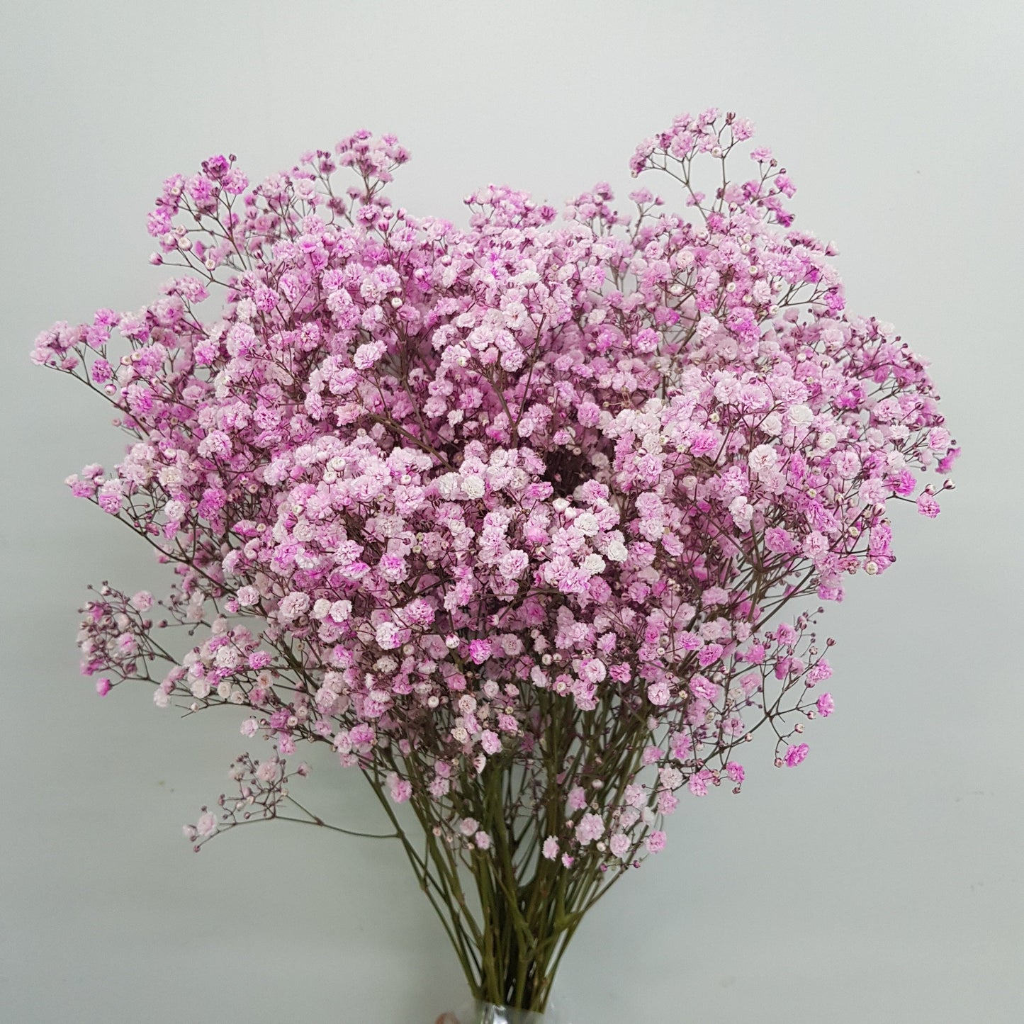 Gypsophilla Baby Breath 10st   - Pink