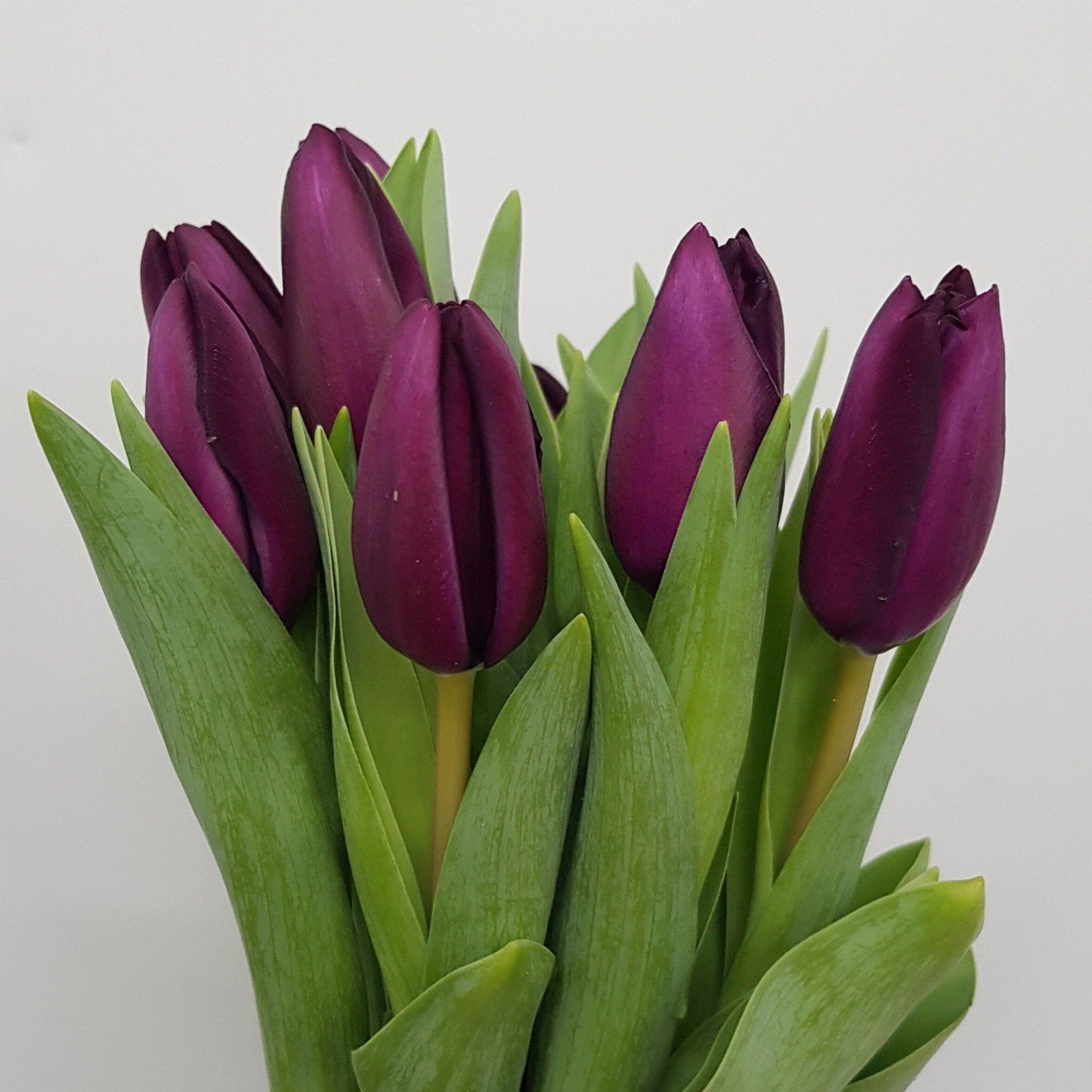 Tulip Night Vision - Dark Purple