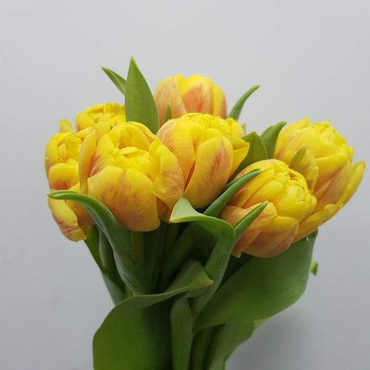 Tulip Double - 2 Tone Yellow Orange